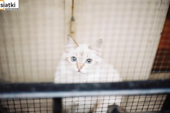Siatki tkane - Siatka dla kota na balkon z małym oczkiem siatki tkanej